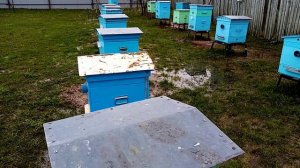 Пчёлы.Опаснейшее заболевание пчёл в весенний период, из-за которого  можно потерять пчёл.