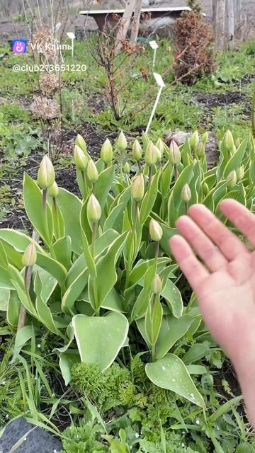 Град снег дождь и тюльпаны