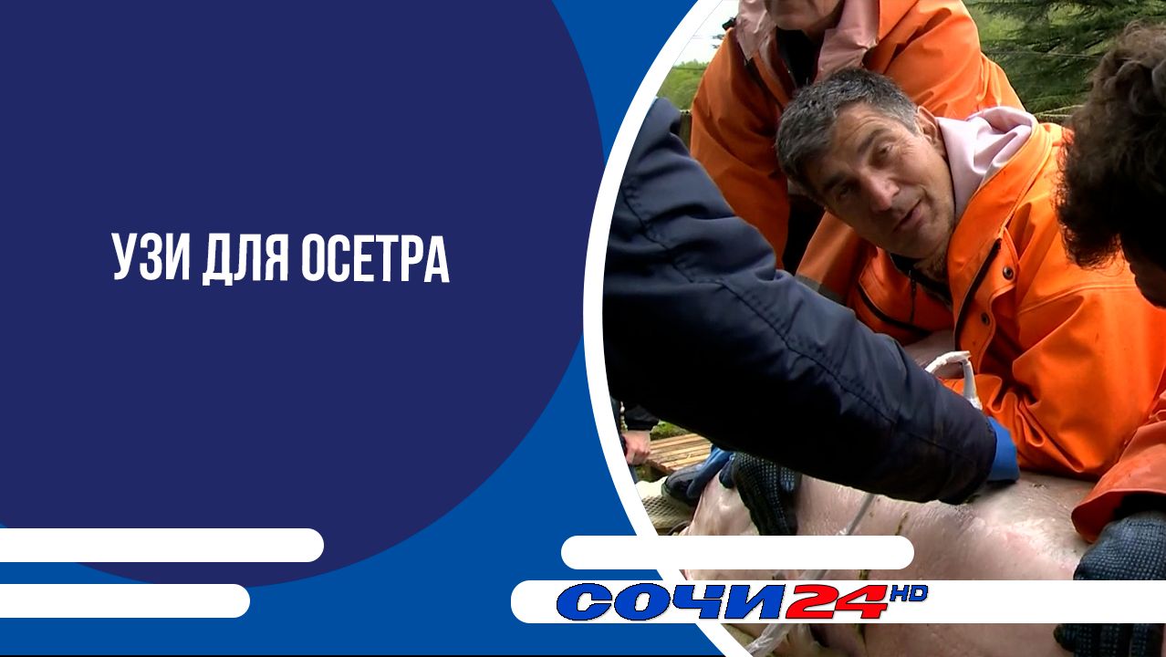 УЗИ для осетра