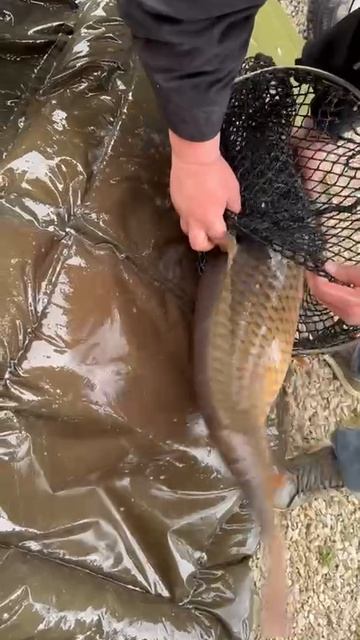 Зарыбление карпа 2026.mp4