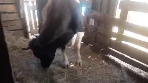 ПРО ЭТО СТРАШНО ВСПОМИНАТЬ/Сельская жизнь//