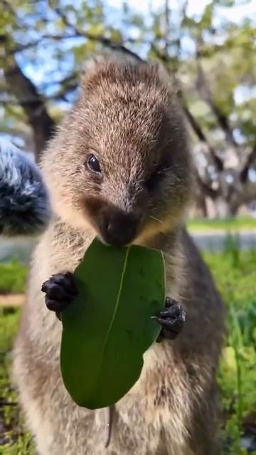 Добрая квагга