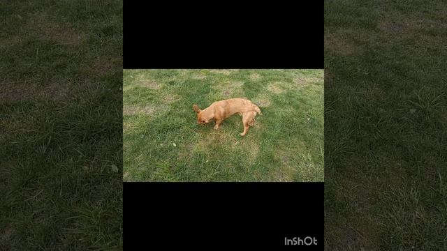 Чапа пытается поймать птичек