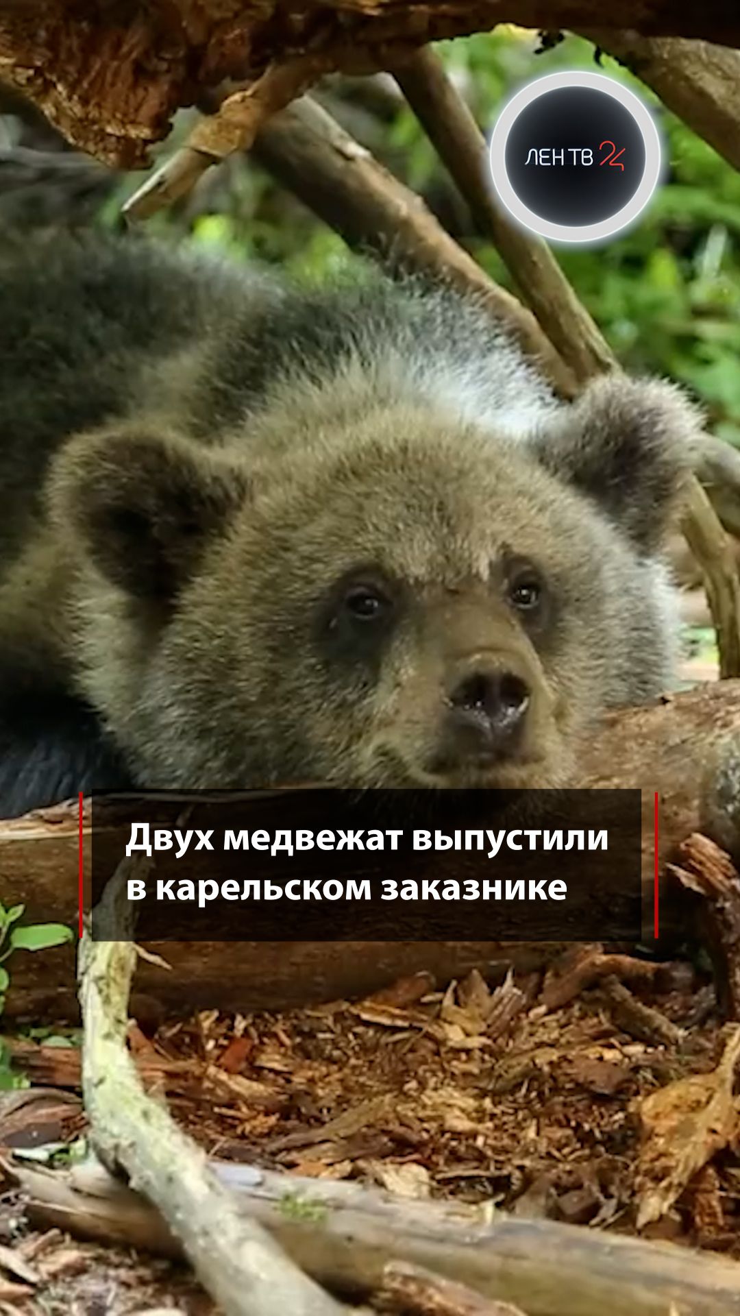 Медвежат Клепу и Кристину выпустили в Олонецком заказнике