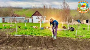 Посадили лук и горох, а в доме - заштукатурили стены
