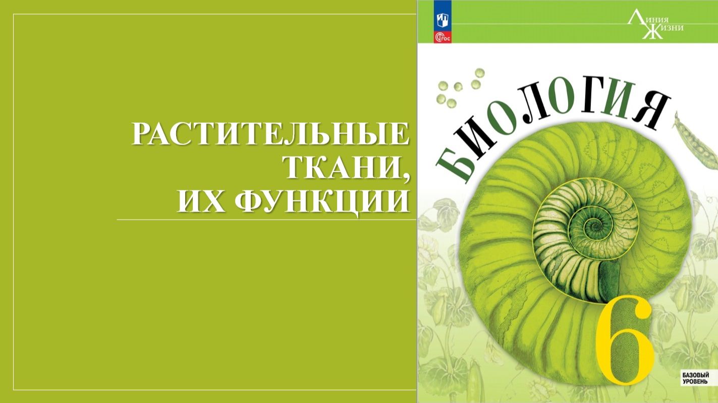 Урок 7. Растительные ткани, их функции