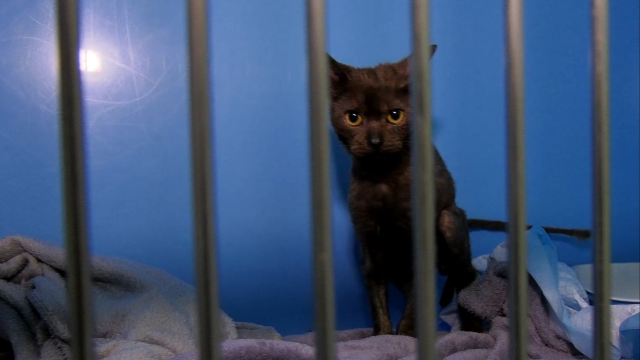 Выбросили из окна 15-го этажа в Самаре. История спасения котенка Васьки