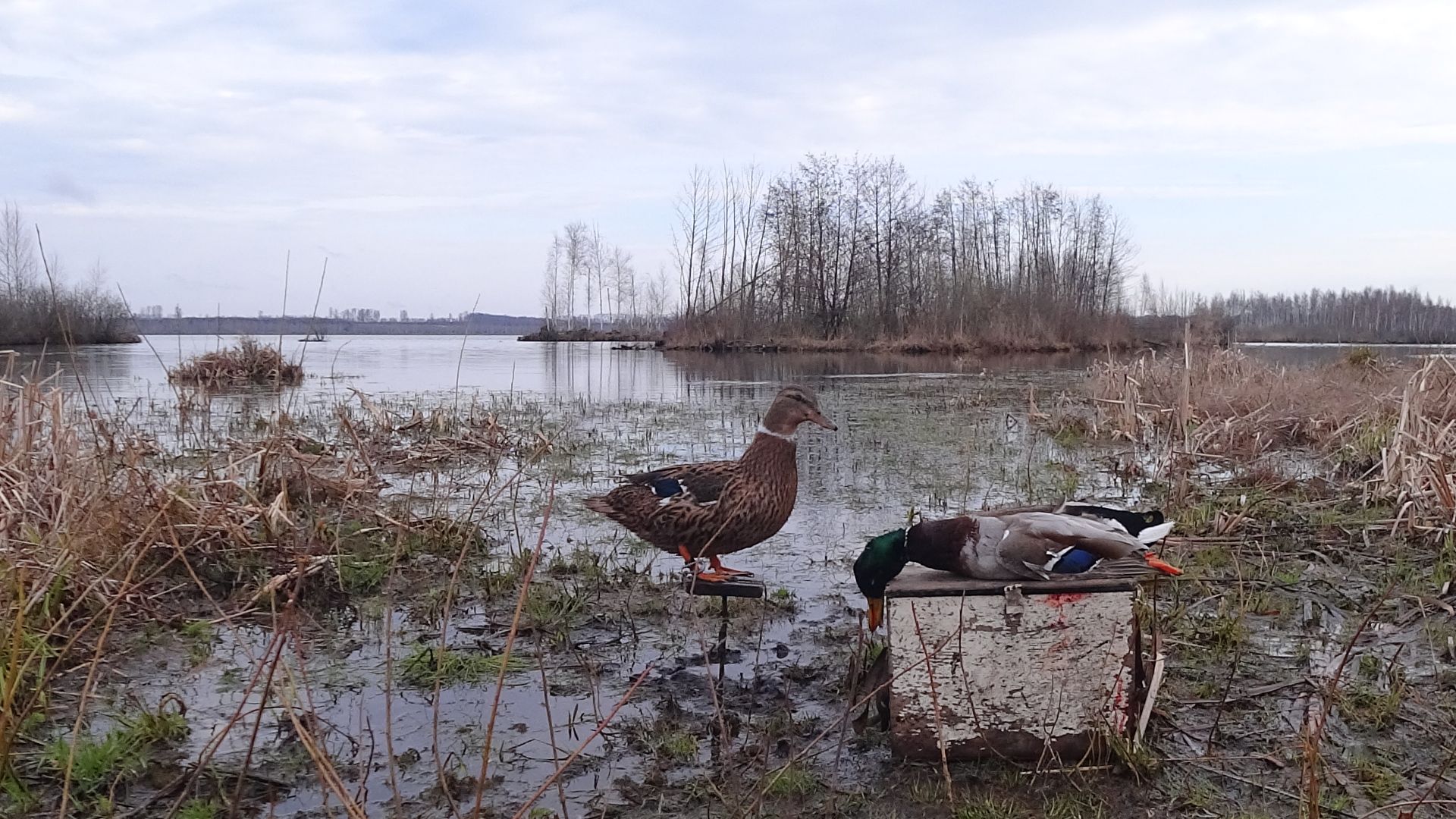 Охота на селезня с подсадной 2026