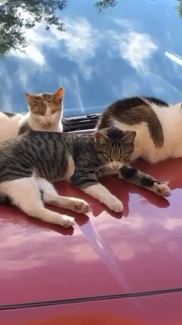 Видимо самая теплая машина