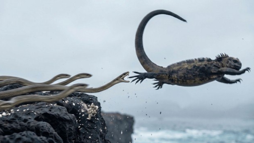 Игуана совершила невероятный побег от стаи змей.