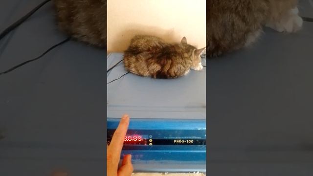 Первый вывод циплят в этом году и особенности инкубатора ряба-100