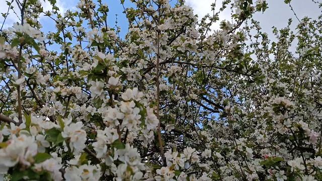 Весна .29042026.