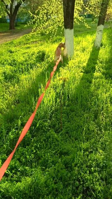 Весна. Прогулка после дождя.