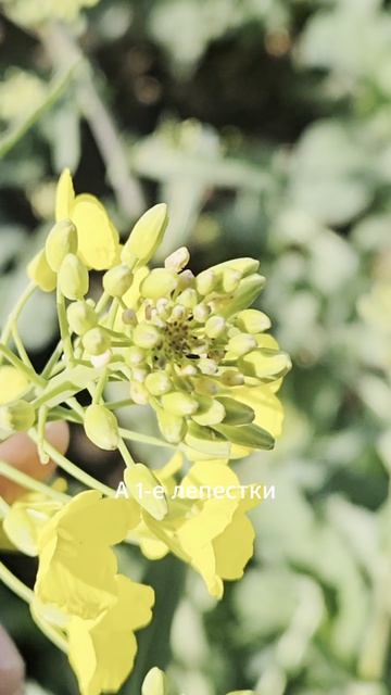 Чем защитить рапс в фазу цветения фунгицид инсектицид болезнирапс вредителирапс