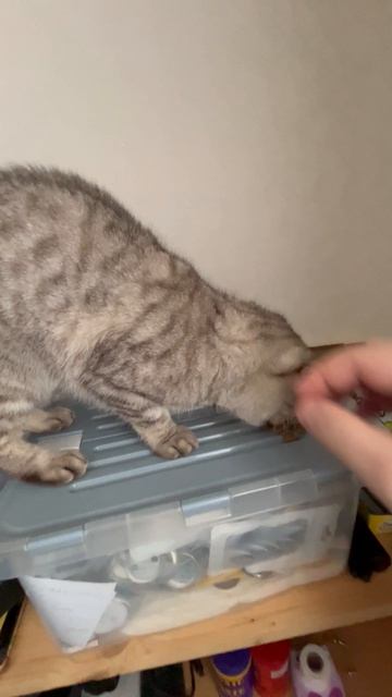 Сначала кошка потом работа мойпитомец котикипитера