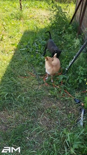 маленький Питбуль против Чихуахуа