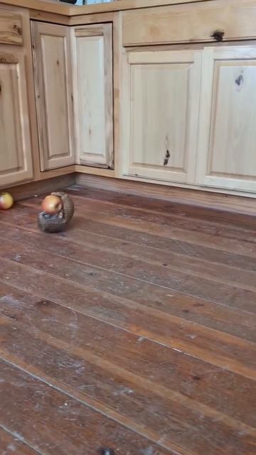 Отвлекитесь от плохих новостей и просто посмотрите, как броненосец ловит яблоко. Это сейчас важно