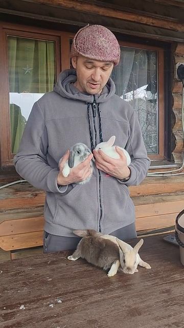 Выбор декоративных кроликов по характеру