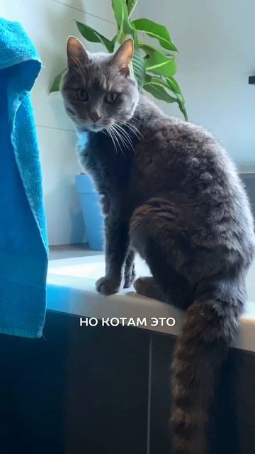 сделай кота гипоаллергенным