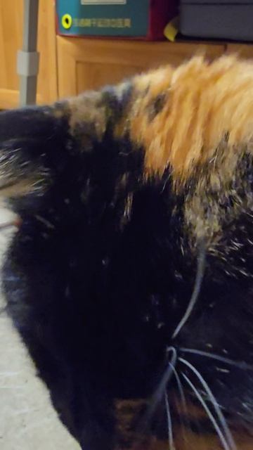 только что привезли со стерилизации. Стерилизация через эндоскопию прошла успешно. кушает бегает.