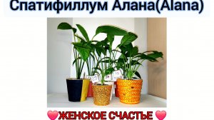 обзор Спатифиллум/уход/чем я отделываю цветочные горшки