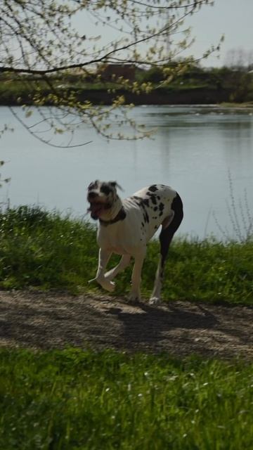 Каю нужно много места для прогулок!