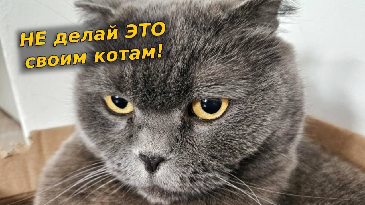 НЕ делай ЭТО своим котам! Британский кот - Смешные животные!