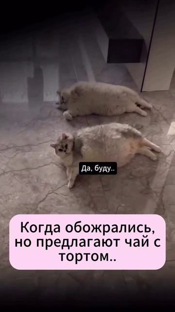 юмор прикол смех котики