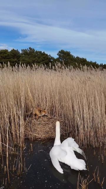 «В дикой природе нет ничего лишнего»