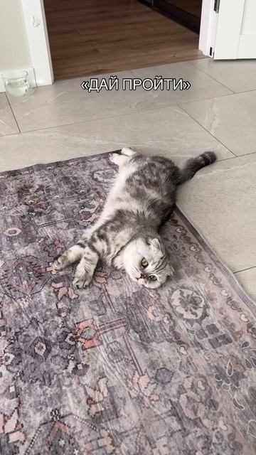 Котики это не заслужили