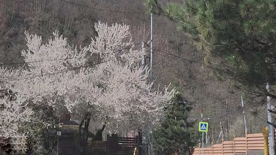 В горах Сочи зацвели яблони и груши