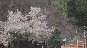 В горах Сочи зацвели яблони и груши