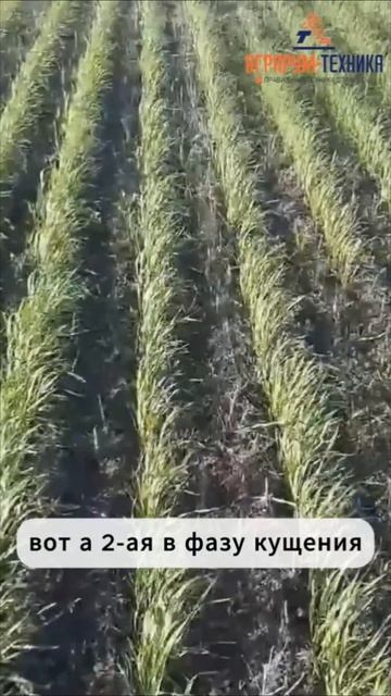 Состояние озимой пшеницы подзимнего посева no-till