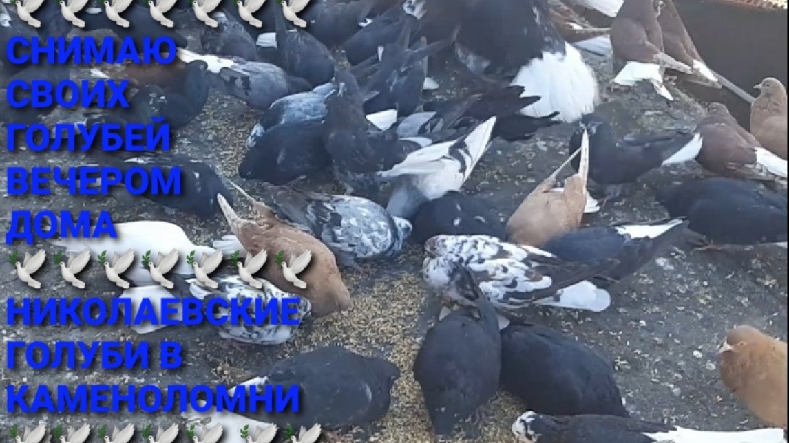 Съёмка своих голубей вечером дома. Николаевские голуби в Каменоломни.