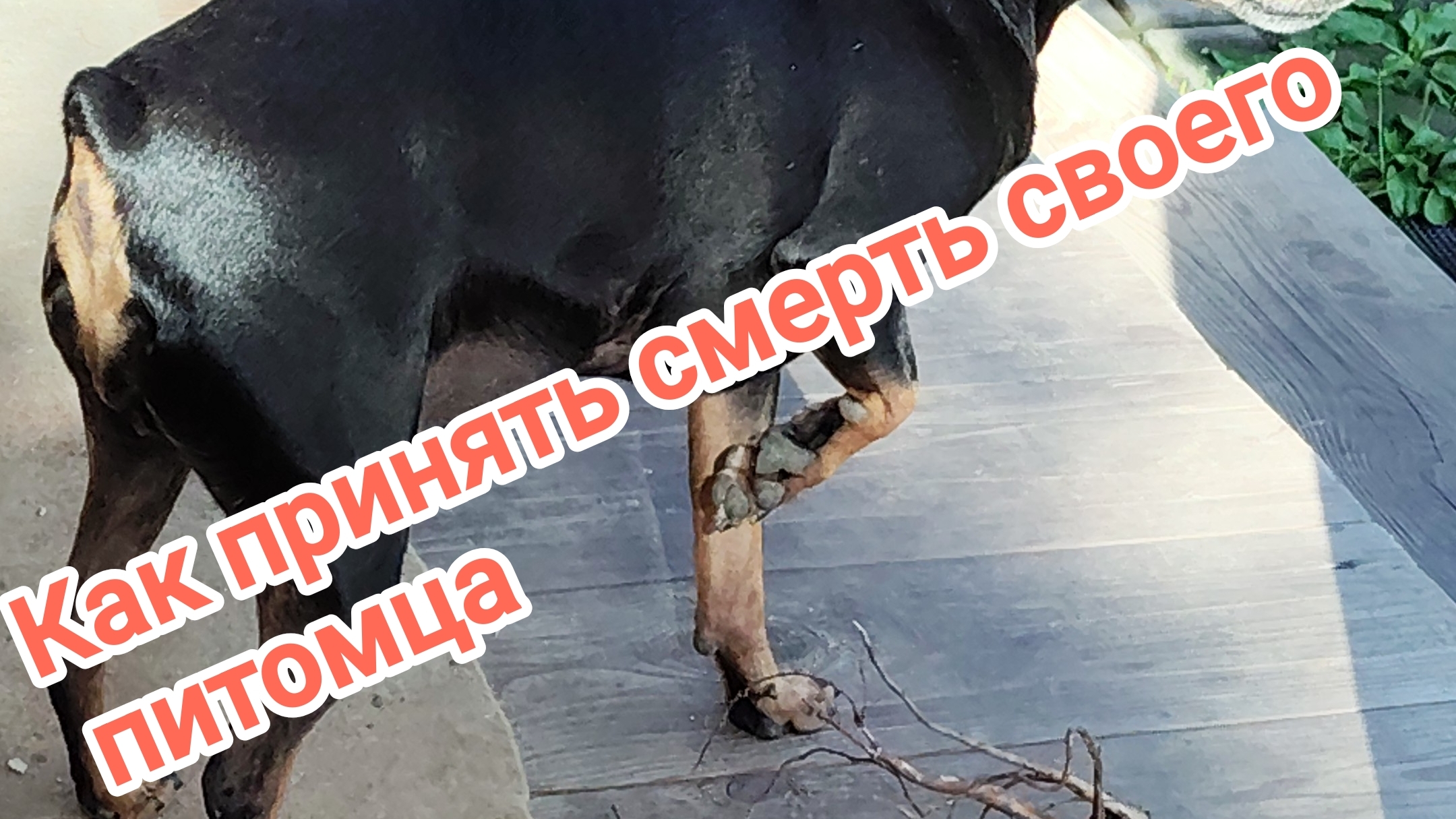 Как пережить и принять смерть своего питомца 29-04-2026