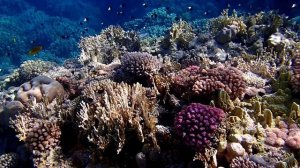 Риф в Сенсатори-2. Шарм эль Шейх