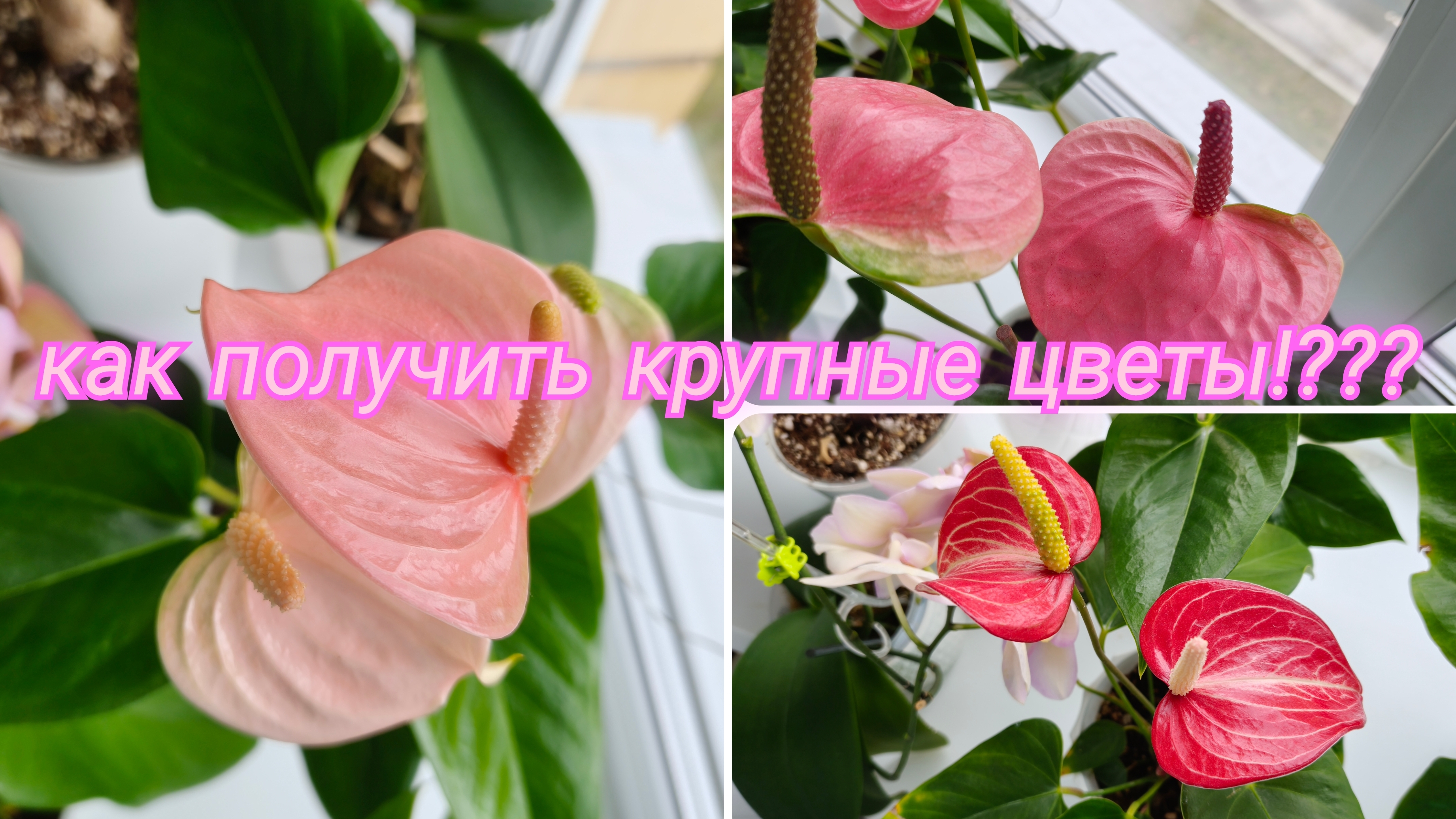 Как заставить цвести Антуриум красивыми и КРУПНЫМИ цветами антуриум уходзаантуриумом