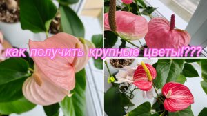 Как заставить цвести Антуриум красивыми и КРУПНЫМИ цветами #антуриум #уходзаантуриумом
