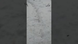 Апрельский снегопад.