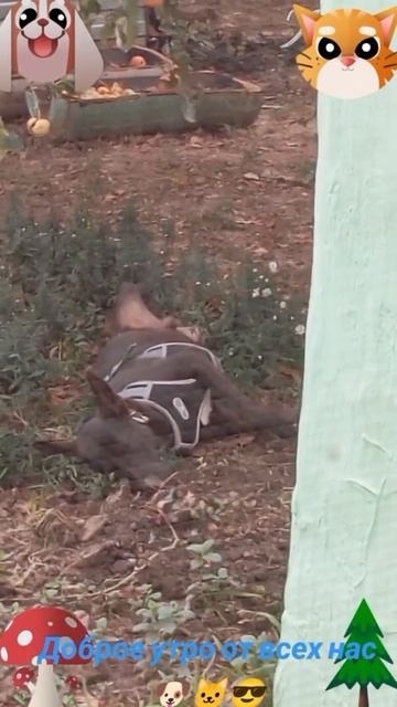 Доброе утро от всех нас🐶🐱😅