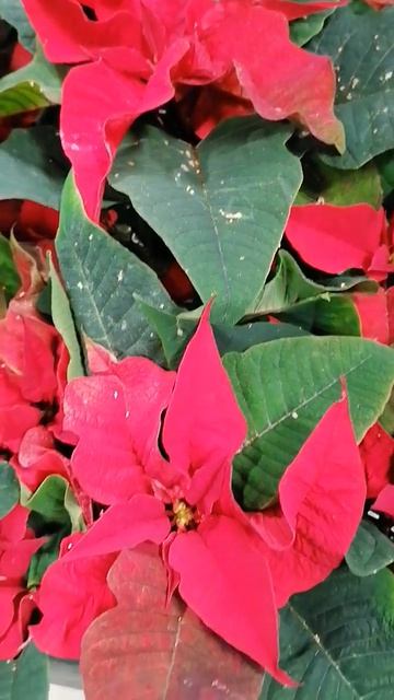 8 декабря 2024года.Настроение зимнее...