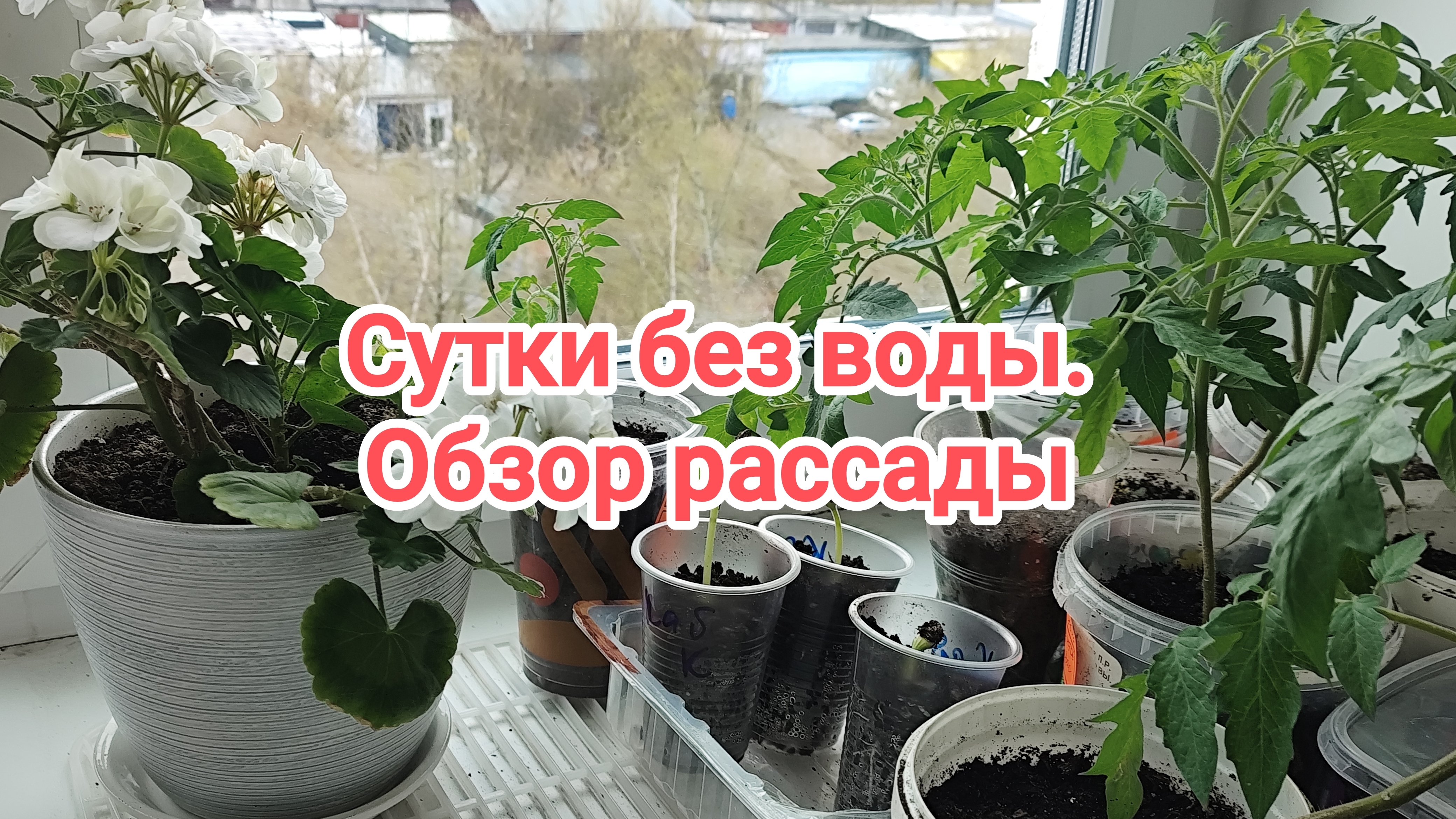 Сутки сидели без воды. Утренний разговор.Обзор рассады.29-04-2026