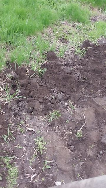 посадка картошки