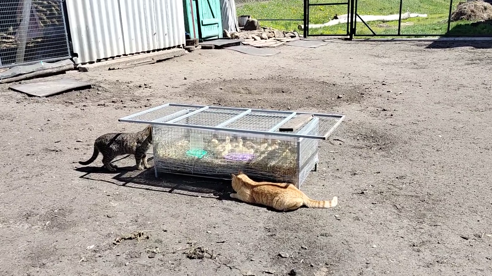 Косила красила утят выгуливала