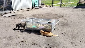 Косила, красила, утят выгуливала//