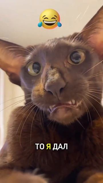 кот и виски