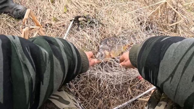 зеркальный карп в корягах