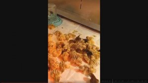 ПЕРЕПЁЛКА В КАЖДОЕ ХОЗЯЙСТВО СТРАНЫ!!!