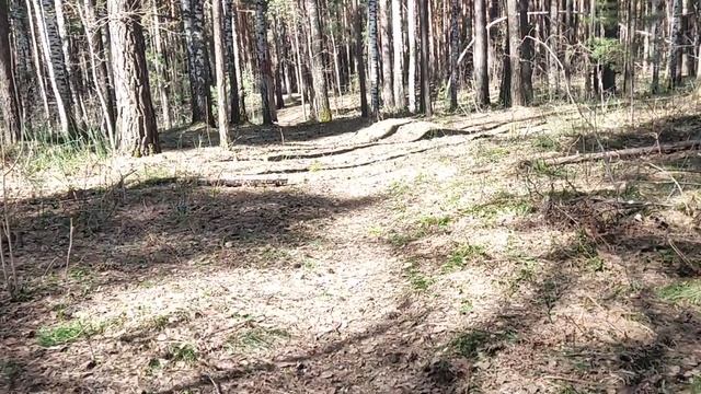 В лесу: зачем Соловьев извинялся перед Броней посмотрел видео и понял. Хазин получается был прав