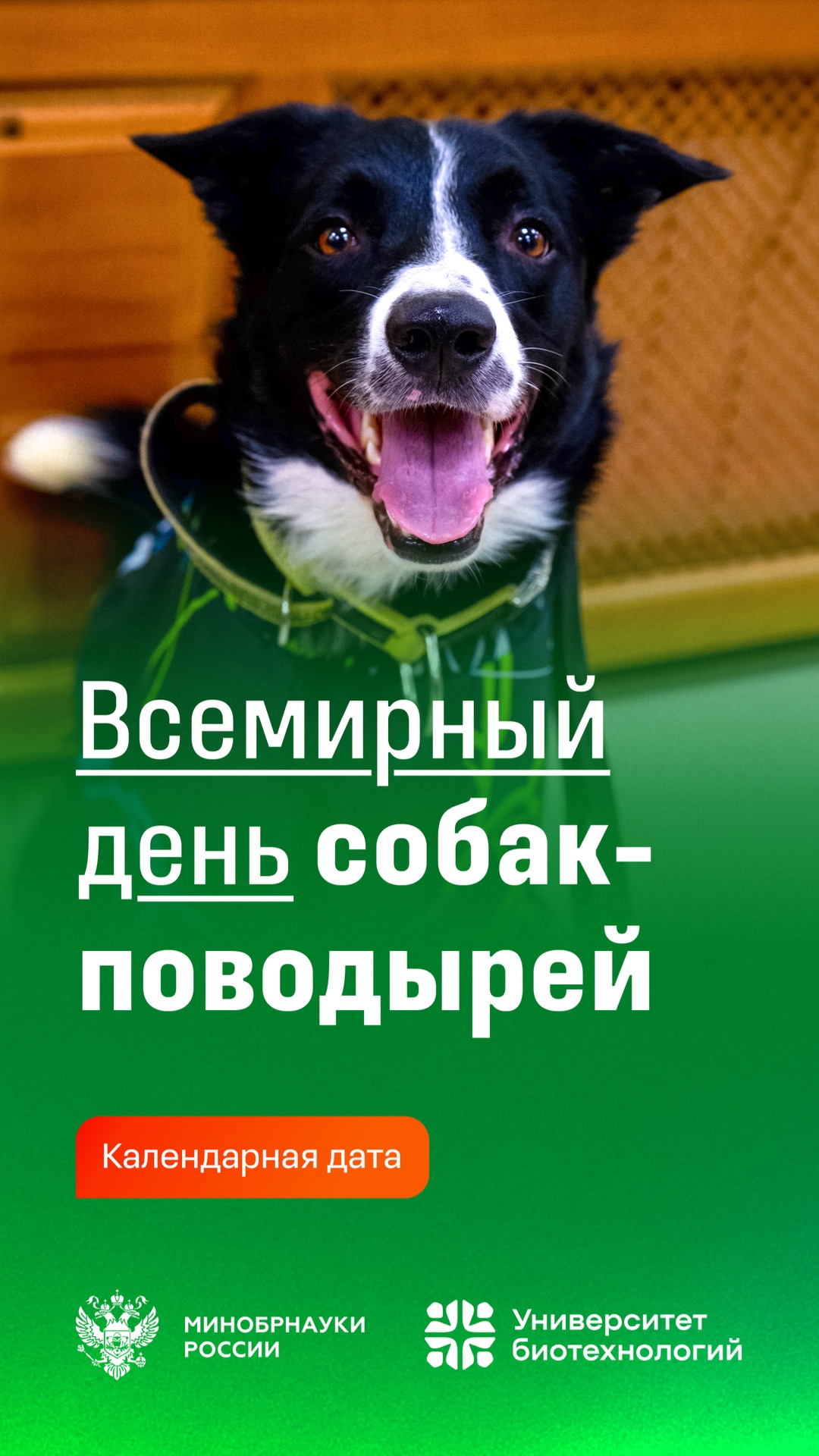 29 апреля — Международный день собак-поводырей